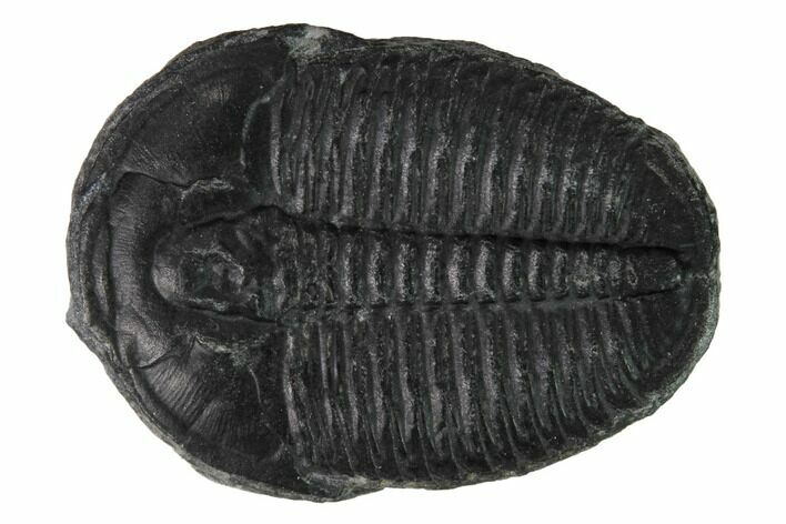 Elrathia Trilobite Fossil - Utah #169494